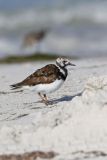 Ruddy Turnstone, Arenaria interpres