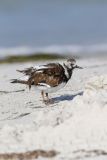 Ruddy Turnstone, Arenaria interpres