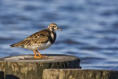 Ruddy Turnstone, Arenaria interpres
