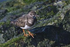 Ruddy Turnstone, Arenaria interpres