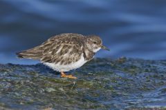 Ruddy Turnstone, Arenaria interpres