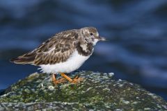Ruddy Turnstone, Arenaria interpres