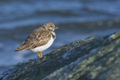 Ruddy Turnstone, Arenaria interpres