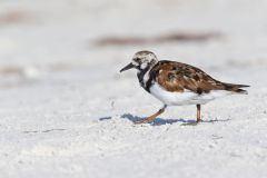 Ruddy Turnstone, Arenaria interpres