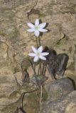 Sharp-lobed Hepatica, Hepatica nobilis var. acuta