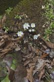 Sharp-lobed Hepatica, Hepatica nobilis var. acuta