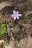 Sharp-lobed Hepatica, Hepatica nobilis var. acuta
