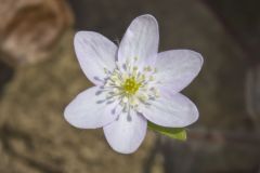 Sharp-lobed Hepatica, Hepatica nobilis var. acuta