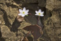 Sharp-lobed Hepatica, Hepatica nobilis var. acuta