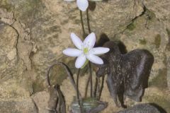 Sharp-lobed Hepatica, Hepatica nobilis var. acuta