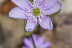 Sharp-lobed Hepatica, Hepatica nobilis var. acuta