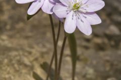 Sharp-lobed Hepatica, Hepatica nobilis var. acuta