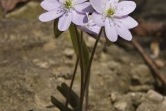 Sharp-lobed Hepatica, Hepatica nobilis var. acuta