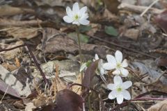 Sharp-lobed Hepatica, Hepatica nobilis var. acuta
