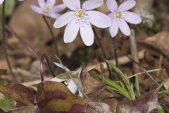 Sharp-lobed Hepatica, Hepatica nobilis var. acuta
