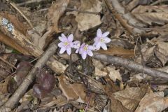 Sharp-lobed Hepatica, Hepatica nobilis var. acuta