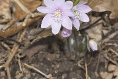Sharp-lobed Hepatica, Hepatica nobilis var. acuta