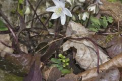 Sharp-lobed Hepatica, Hepatica nobilis var. acuta