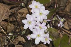Sharp-lobed Hepatica, Hepatica nobilis var. acuta