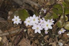 Sharp-lobed Hepatica, Hepatica nobilis var. acuta