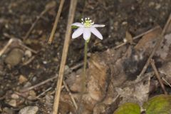 Sharp-lobed Hepatica, Hepatica nobilis var. acuta