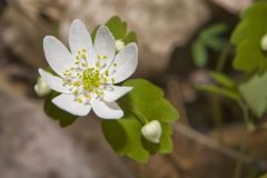 Rue Anemone, Anemonella thalictroides