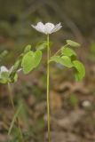 Rue Anemone, Anemonella thalictroides