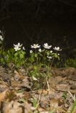Rue Anemone, Anemonella thalictroides