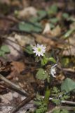 Rue Anemone, Anemonella thalictroides