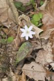 Rue Anemone, Anemonella thalictroides