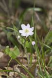 Rue Anemone, Anemonella thalictroides