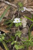 Rue Anemone, Anemonella thalictroides