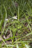 Rue Anemone, Anemonella thalictroides