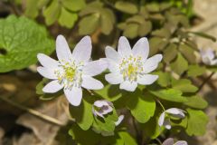 Rue Anemone, Anemonella thalictroides
