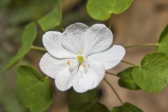Rue Anemone, Anemonella thalictroides