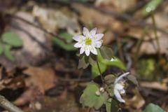 Rue Anemone, Anemonella thalictroides