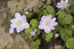 Rue Anemone, Anemonella thalictroides