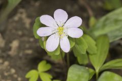 Rue Anemone, Anemonella thalictroides