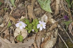 Rue Anemone, Anemonella thalictroides