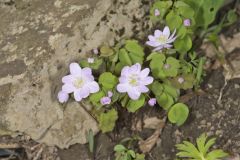Rue Anemone, Anemonella thalictroides