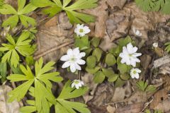 Rue Anemone, Anemonella thalictroides