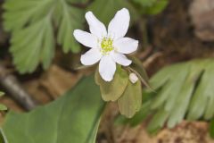 Rue Anemone, Anemonella thalictroides