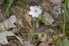 Rue Anemone, Anemonella thalictroides