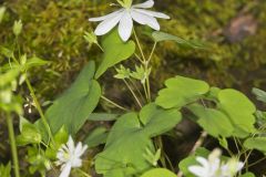 Rue Anemone, Anemonella thalictroides