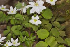 Rue Anemone, Anemonella thalictroides