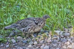 Ruffed Grouse