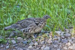 Ruffed Grouse, Bonasa umbellus
