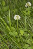 Running Buffalo Clover, Trifolium stoloniferum