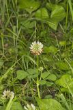 Running Buffalo Clover, Trifolium stoloniferum