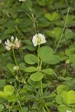 Running Buffalo Clover, Trifolium stoloniferum